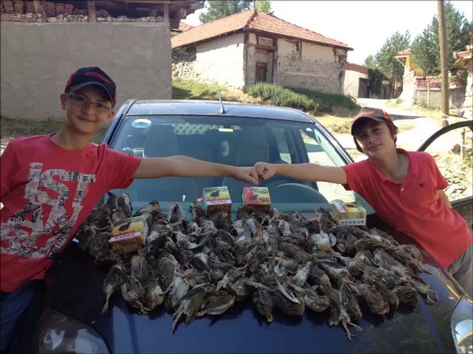 Gistredo setter Amor MIGUEL GAGO