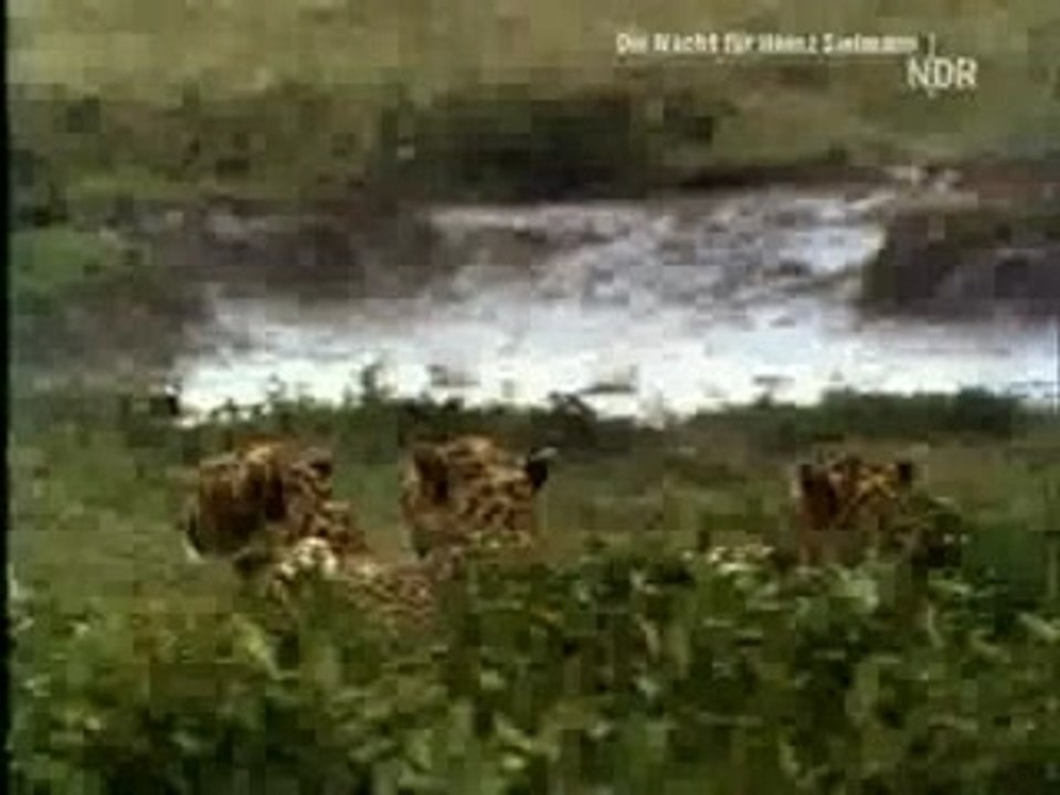 Expeditionen ins Tierreich - Geparden -
