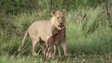 Lion saves a baby calf from another lion attack- OFFICIAL