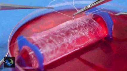Scientists Successfully Grow Vaginas in Laboratory