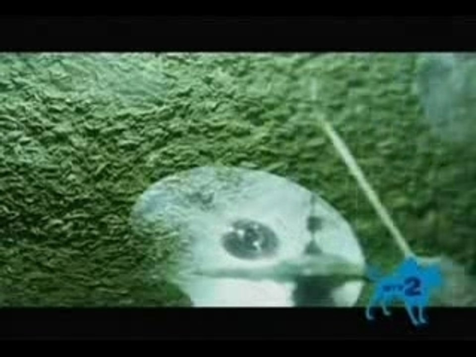 Mastodon The Wolf Is Loose