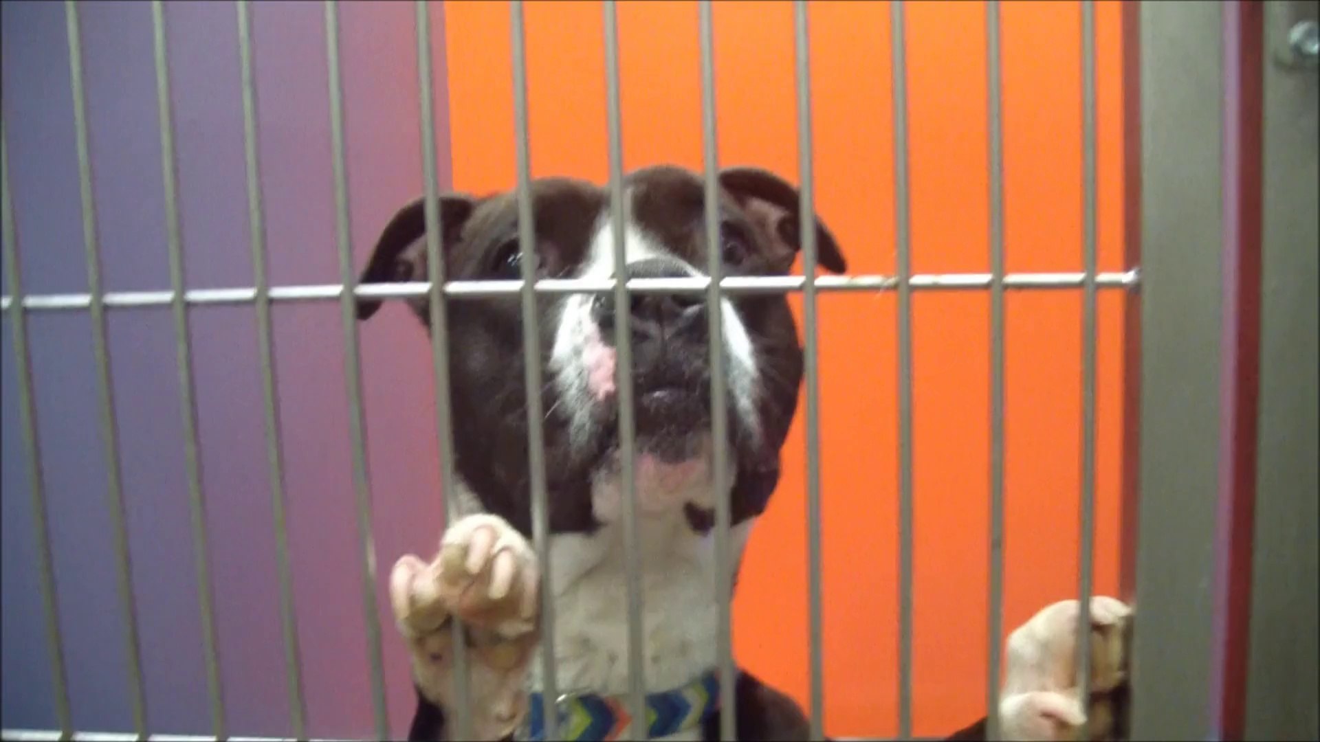 ⁣ACCT Philly Animal Shelter: They're Still Alive