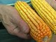 Débat relancé sur le maïs transgénique, certains agriculteurs réclament l'autorisation - 15/04