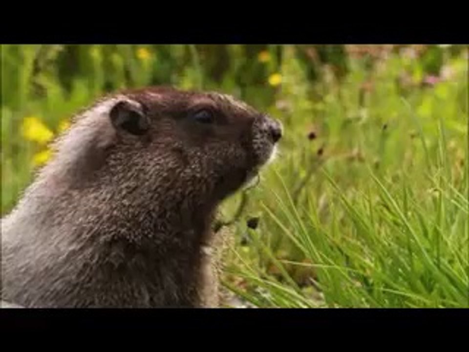 Wildlife