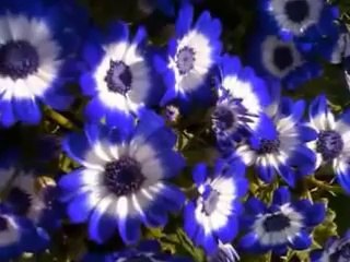 Shaiste raza raza Best Pashto Song