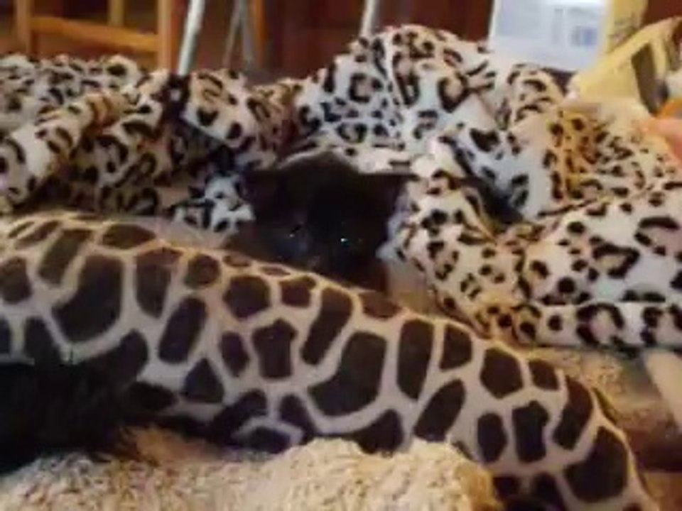 Bagheera , 21 jours (3 semaines)