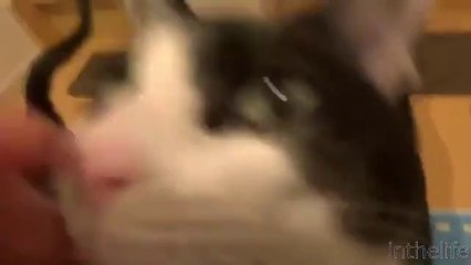 3 Gün Sonra Sahibini Gören Kedi