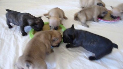 Elevage familial de La vallée Dioise repect ,amour et passion !