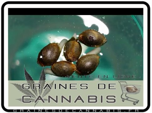 Faire germer les graines de cannabis