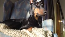 Adorable Doberman Chases A Squirrel