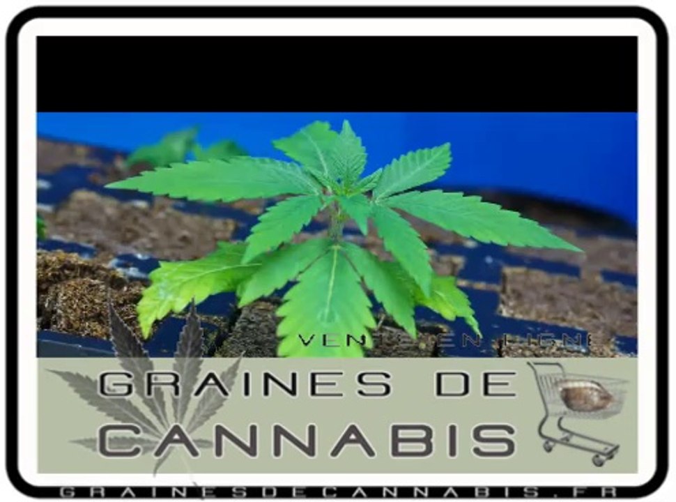 Arroser du cannabis