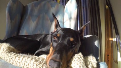 Un Doberman chasse un écureuil!