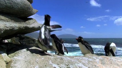 Penguins being penguins