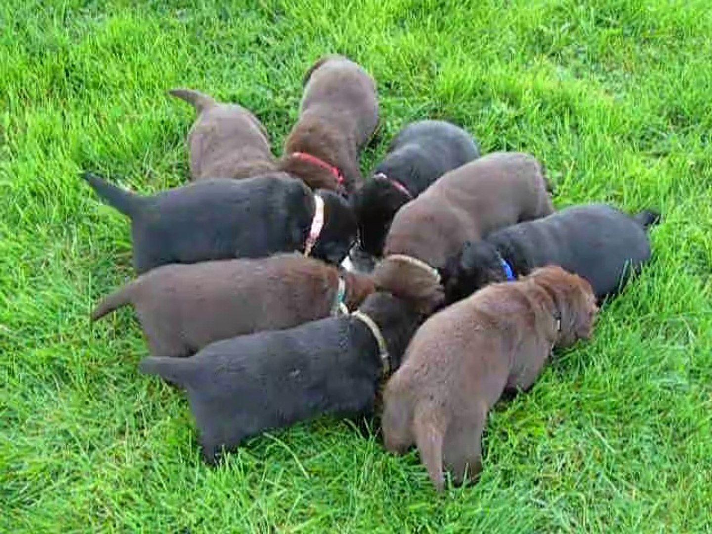 Labrador extérieur 2