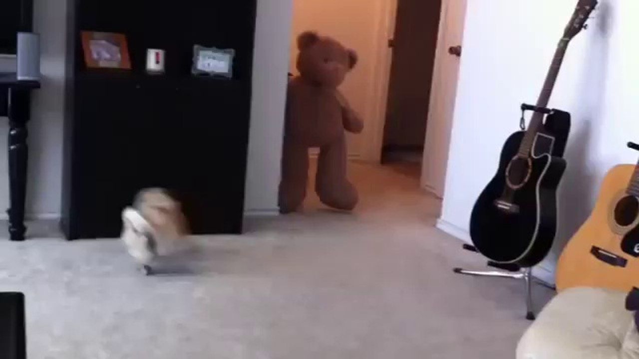 Chien qui à peur fait caca