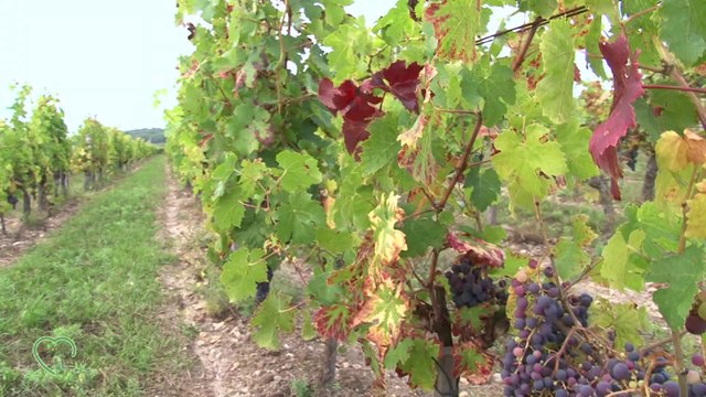Château de Minière - Au coeur des terroirs - Bourgueil - sur la Tv de la vigne et du vin @edonys