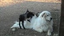 Baby Goats Torment Bigger Dog