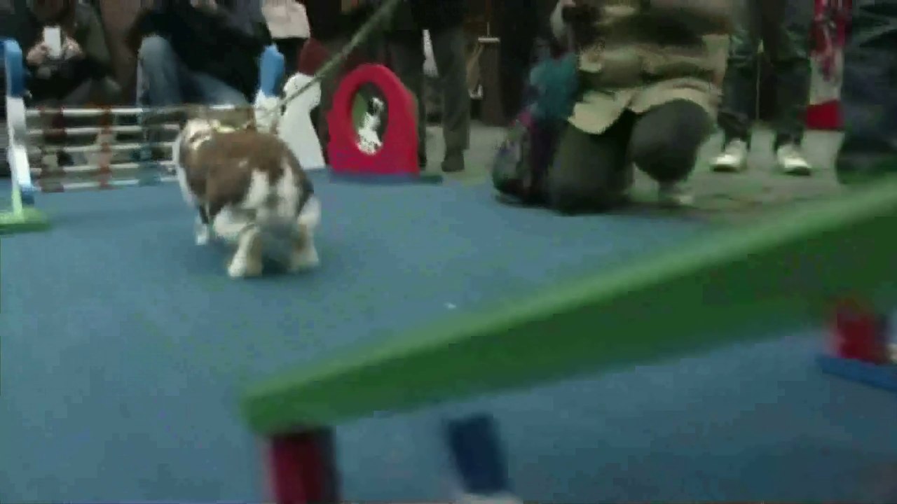 Saute, saute, saute, mon petit lapin