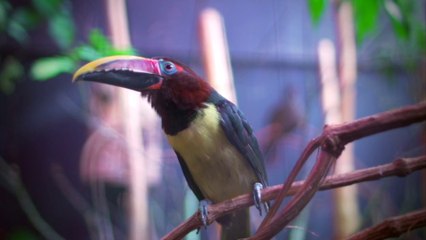 Parc des Oiseaux - clip cinéma Rio 2