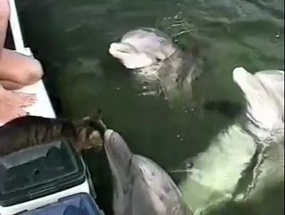 Kedi ile Yunusun Dostluğu