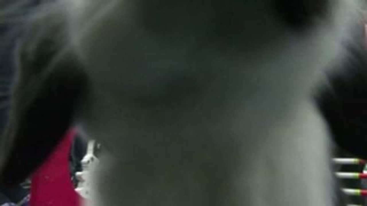 Une course de saut d'obstacles...pour lapins