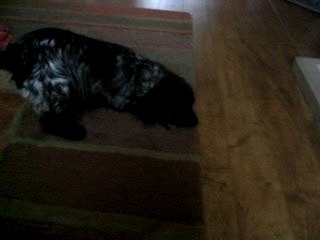 Mad dog and englishman