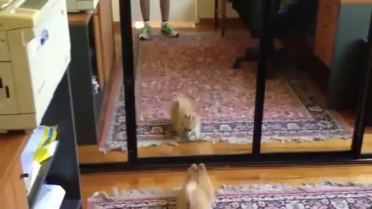 Very Funny Animals 2014