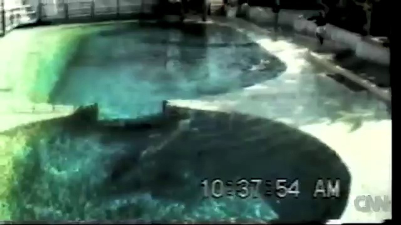 DOLPHINS_REACTING_TO_MIRROR_UNDERWATER