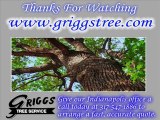Tree Doctor Indianapolis - Emergency Tree Removal - Tree Pruning