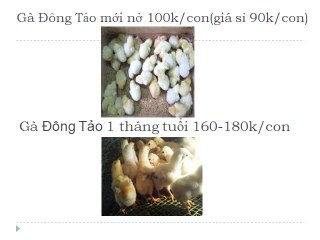 Bán Gà Đông Tảo Con Giống Tại TpHCM 094 356 4479