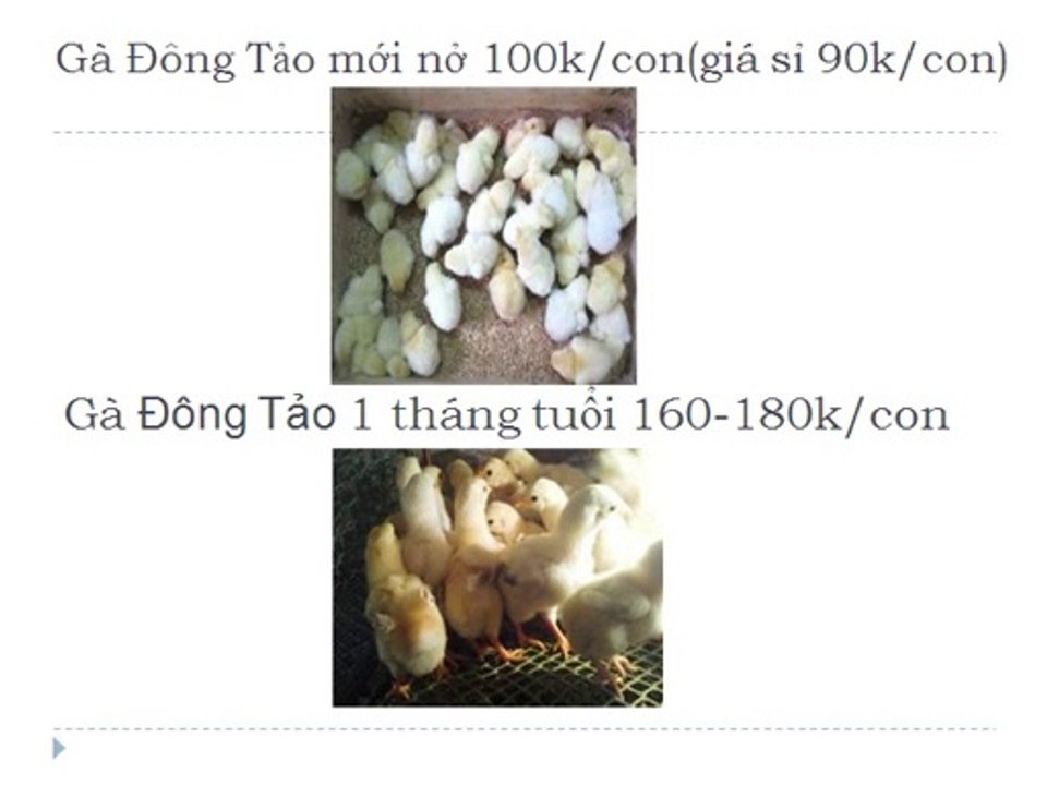 Chuyên Cung Cấp Gà Đông Tảo Thịt,Gà Đông Tảo Bố Mẹ Tại TpHCM 094 356 4479