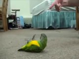 Ölü Takliti Yapan Papağan