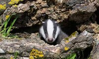 BBC Radio 4_The World This Weekend 13April14 on National Trust & the Badger Cull