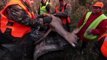 COTE CHASSE - Mickaël et la chasse à la battue