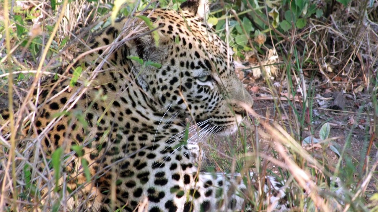 William Mungall Safari