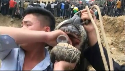 Dans le sud de la Chine, la tradition des combats de buffles