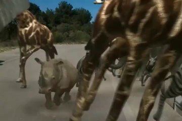 jungle dans ma rue.mp4