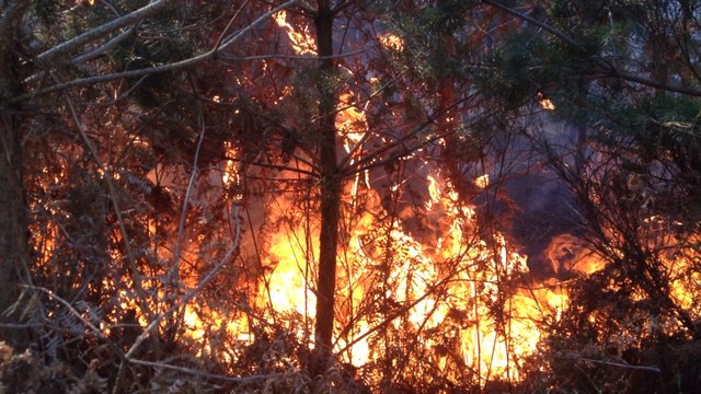 Incendies: 90 hectares de bois brûlés