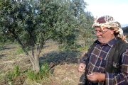 Zeytin bahcesi rekor gelişim kullanan üretici  saruhanli halitpasa mehmet derya zeytin filizlenmesi