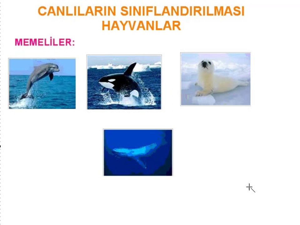 5. Sınıf Canlıların Sınıflandırılması-Hayvanlar Video Ders 2