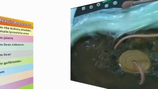 Ionic Detox Foot Bath - How it works