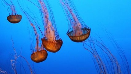 Diapers Made From Jellyfish Close To Becoming a Reality