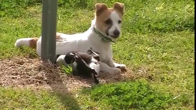 Australian Magpie Playing With Puppy