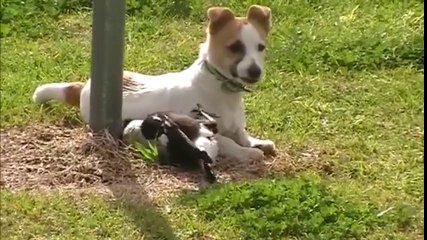 Australian Magpie Playing With Puppy