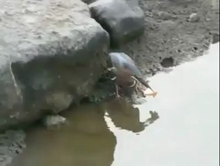 Kim demiş kuşlarda beyin yok zeka küpü kuş