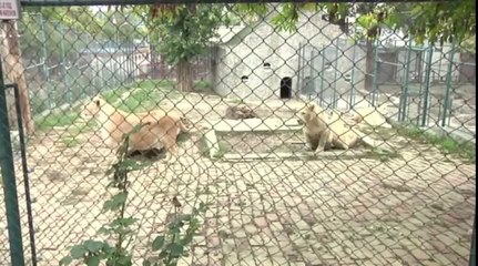 Little White Lion Cub Tries To Roar