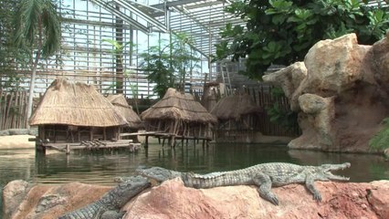 Dragões de Komodo na França