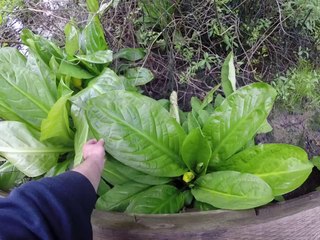 Tualatin Hills Nature Park 12