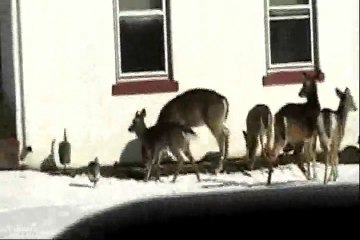 Hollywood Joe in Rockland County NY 2009 + 1992