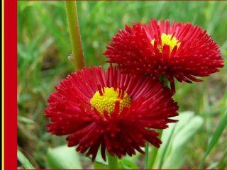 ÇATALZEYTİN SLAYT GÖSTERİSİ